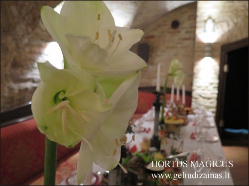 HORTUS MAGICUS gėlių dizainas