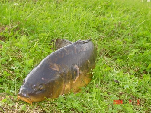 Sodyba ,,Karpynė" tai puiki vieta šventėms, poilsiui ir darbui
