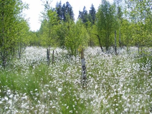 Lankytinos vietos Dubravos rezervatinės apyrubės ~2 km apžvalgos takas