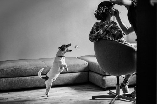 gembis.com fotografija